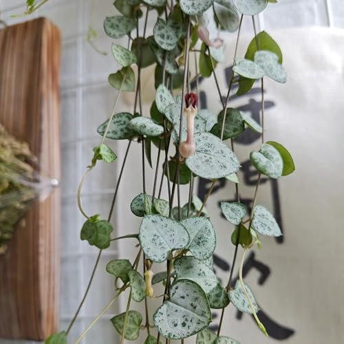 150 Pcs Leuchterblume Pflanze Samen - Pflanzen Wand, Mini Sukkulenten Echt (Ceropegia Woodii) Balkon Pflanzen, Exotische Samen Pflanzen Hängend, Ranke Kletterpflanzen Exotische Pflanzen