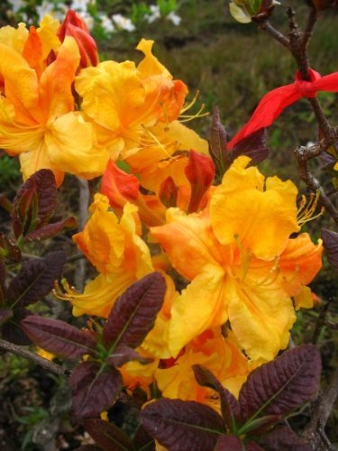 bronzegelb blühende Garten Azalee Rhododendron luteum Klondyke 50-60 cm hoch im 5 Liter Pflanzcontainer