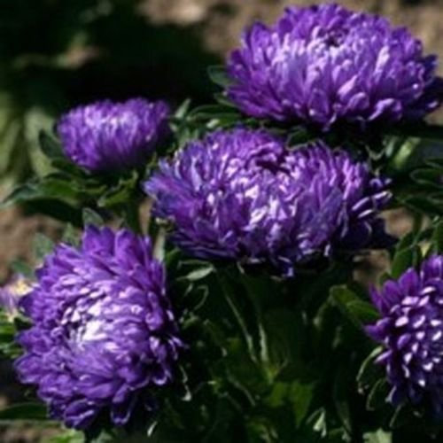 Aster 50 graines Bleu- Milady
