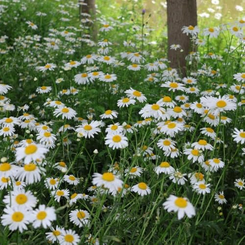 Margeritensamen - stauden kräuterpflanzen wildblumensamen hochbeete für garten zimmerpflanzen balkon deko blumensamen garden bonsai pflanzensamen - Seltene Pflanzen - blumenwiese 650pcs