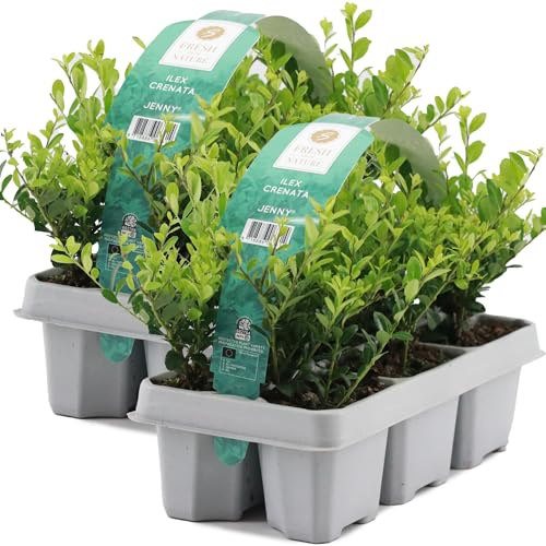 GardenersDream 12X Ilex Crenata 'Jenny' – Piante da siepe sempreverdi resistenti e a bassa manutenzione – Arbusti per tutto l'anno per bordure e arte topiaria