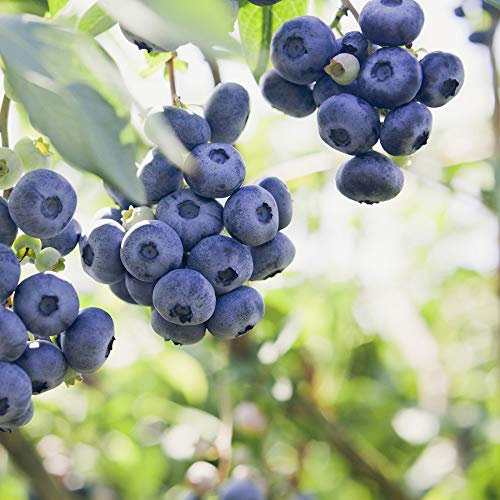 YouGarden Blueberry 'Blueray' for Mid Season Crops, Established Plant in 9cm Pot, Ready to Grow for Grow Your Own Fruit, Semi Evergreen Shrub, Loved by Wildlife