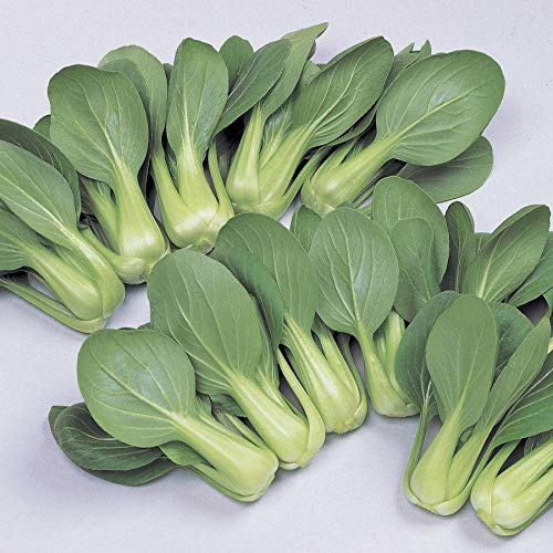 Li Ren Choy Hybrid Pak Choi Seeds - Great Fresh Eating All Season(200 - Seeds)