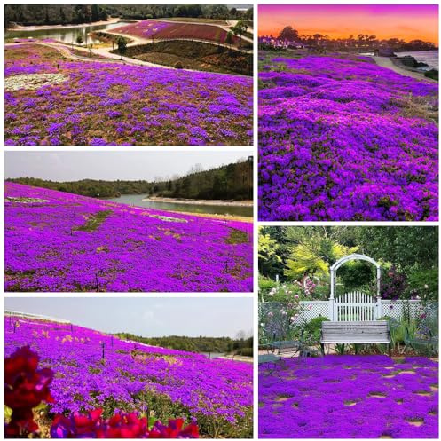 20000+ Timo Strisciante viola per piantare all'aperto, giardino, Per la copertura del prato