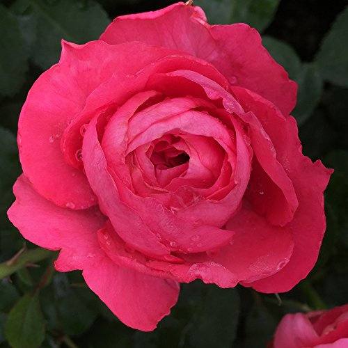 Heirloom Hybrid Tea Roses, Live Own Root Plant for Outdoor Garden, Eleganza® Fiji, Lightly Fragrant, Hardiness Zones: 5-9, Repeat Blooming