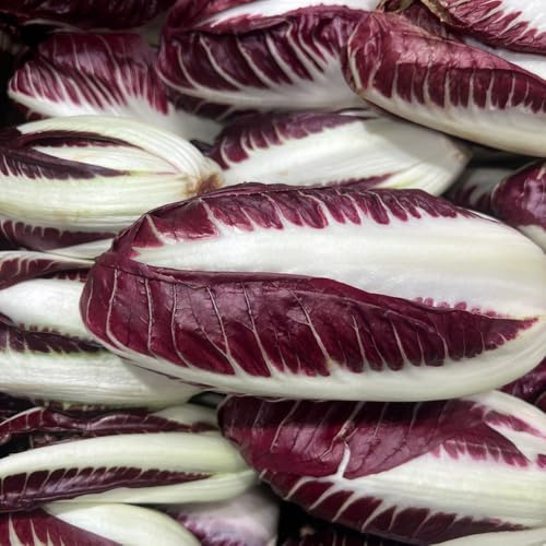 semi di cicoria - da interno radicchio semi di in vaso da appartamento esotiche orto balcone decorazioni giardino per esterni Aiule rialzate per il 150pcs