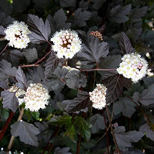 Physocarpus Opulifolius 'Red Baron'- Physocarpe à feuilles d'Obier 'Red Baron' 30-40 cm en conteneur