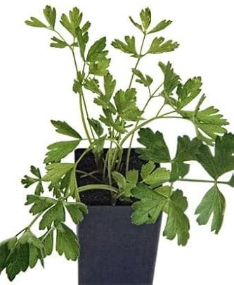 Perejil Natural Planta Aromática de Exterior Propia de la Cocina Mediterránea