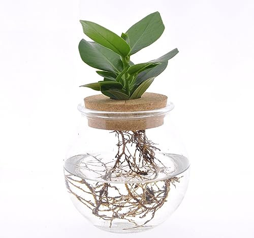 Plant in a Box - Clusia en verre - Hydroponique - Plante d'intérieur dans l'eau