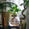 Plant in a Box - Clusia im Glas - Hydrokultur - Zimmerpflanze im Wasser
