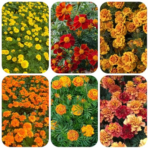 semi di calendula da balcone perenni resistenti di calendula biologici resistenti per luoghi soleggiati ornamentali decorazione 200pcs