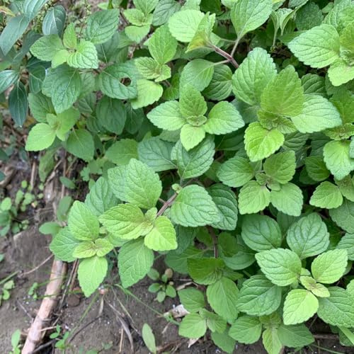 Semi di menta piperita vecchie varietà selvatiche menta rara balcone resistenti per giardini rocciosi piperita esotica semi di 800pcs