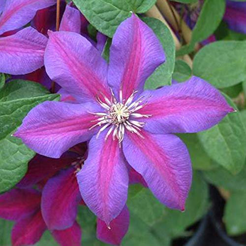 Clematis 'Mrs N. Thompson'- Clématite 'Mrs N. Thompson' 50-60 cm en conteneur
