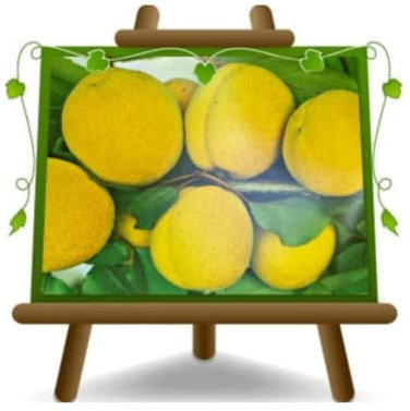 EURO PLANTS VIVAI Albicocco S Maria in Gradi Pianta da Frutto su Vaso ø 20 cm - Altezza 150~170 cm - Età 2 Anni