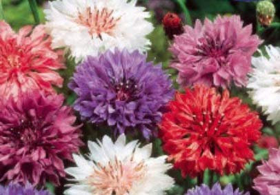 Pcs - 30x Bleuet des Champs Doppelblumig Gemischt-Samen Plant Fleur Semences KS307 - Seeds & Plants Shop by Ipsa