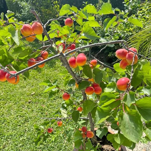 semillas de albaricoquero enano, decorativas, orgánicas. resistentes para el jardín raras 25pcs
