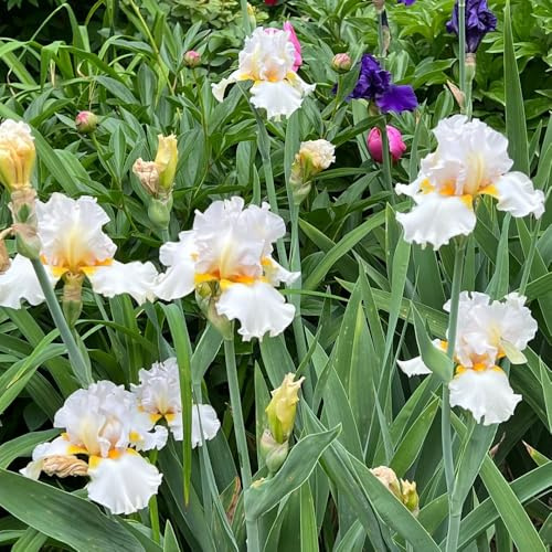 Bulbos de iris - exótico de primavera invernaderos balcón iris, resistentes para lugares soleados bulbos decoraciones jardín para exteriores 7pcs