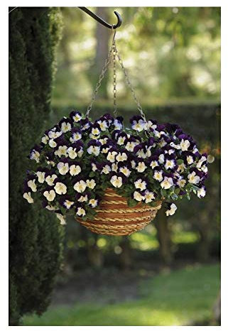 PREMIER SEEDS DIRECT - Pansy Trailing Winter Flowering - Cool Wave - Violet Wing - 16 Seeds