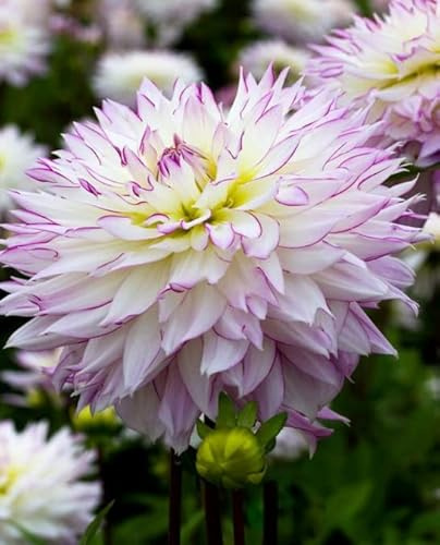 Votaniki Semi Dinnerplate Dahlia Crazy Love - Large Unique Blooms, Easy to Grow, Perfect for Cut Flowers, Garden or Container Planting - Long-Lasting Blooms - Dahlia Tubers for Plant (1 Pack)