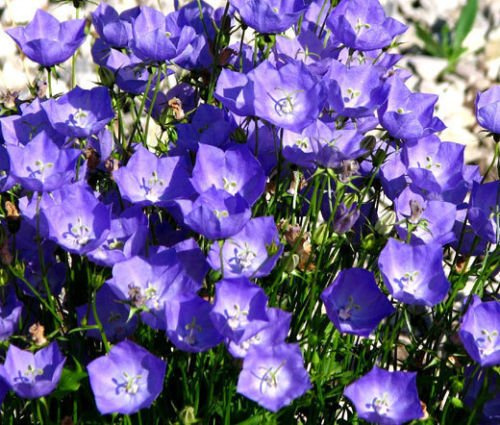 BELLFLOWER tussock BLU Campanula Carpatica - 1000 Semi Bulk