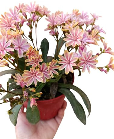 Lewisia Cotyledon pianta grassa perenne erbacea succulenta fiori colorati