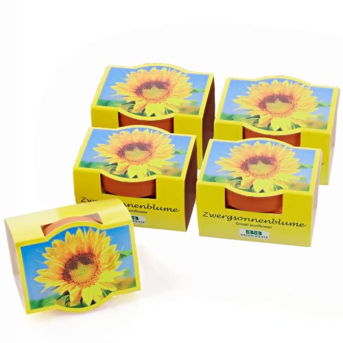 Bull & Bear 5er Set Mini-Pflanzset Zwergsonnenblumen, Blumensamen im Topf 4,5cm, Mini Sonnenblumen als Anzuchtset mit Pflegeanleitung