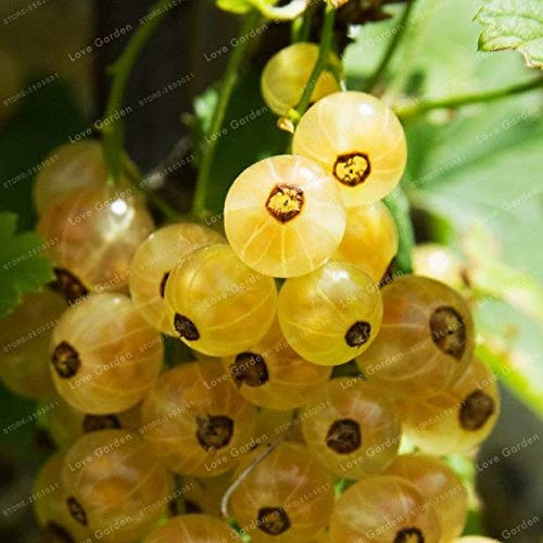 Bloom Green Co. 50PCS Bonsai orgánico de grosella espinosa Lanterna frutta fresca Bonsai perenne giardino Piantare di nutrienti ricchi di frutta: 4