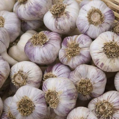Buy4seeds Red Duke 100Pcs Seed Wight Garlic Strong Flavoured British Garlic Cloves Simple to Grow