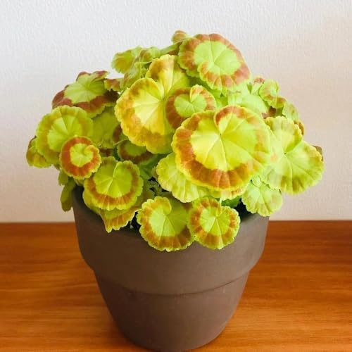 semillas de geranio de cortadas geranios pelargonios colgantes resistentes al aire libre de primavera, silvestres 90pcs
