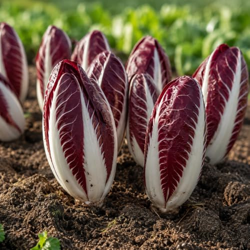 1000 Semi Cicoria Radicchio di Treviso Tardivo – Varietà Pregiata da Orto, Cespo Rosso Croccante e Saporito, Ideale per Coltivazione Autunnale/Invernale, Semi Professionali Alta Germinabilità