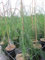 Chamaecyparis lawsoniana Imbricata Pendula - hängende Faden-Scheinzypresse