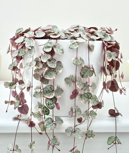 Ceropegia Woodii variegata Plant- Variegated String of Hearts houseplant in 14 cm Hanging Pot