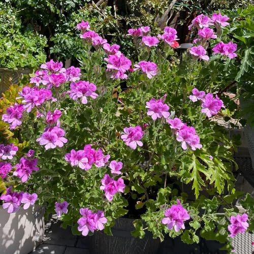 Pelargonium graveolens - semillas de geranio limón Decoraciones 300pcs