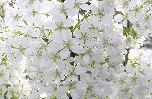Prunus Brilliant White Dwarf Patio Flowering Cherry Tree 3-4ft Supplied in a 5 Litre Pot …