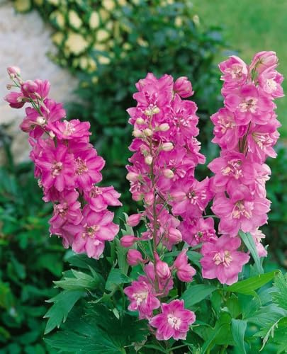 Delphinium Pacific 'Astolat' 9x9 cm Topf – Winterhart, Mehrjährig – Rittersporn – Staude für Beet & Rabatte