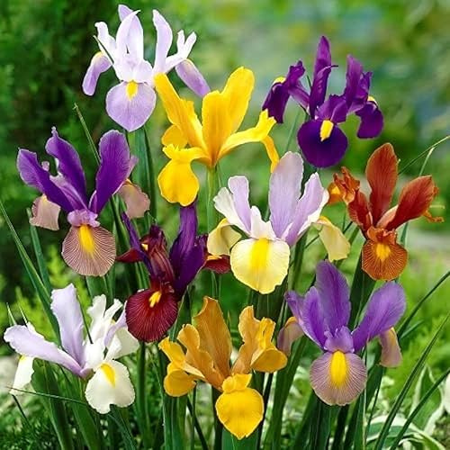 Votaniki Iris Hollandica Mix Bulbs - Long Lasting Blooms, Perennial Iris Hollandica (Dutch Iris) | Summer Flowering Bulbs - Ideal for Patio, Cottage Gardens, and Cut Flower Garden (20 Pack)