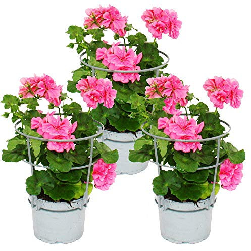 Geranien hängend - Pelargonium peltatum - 12cm Topf - Set mit 3 Pflanzen - rosa