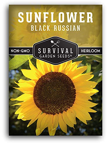 Black Russian Sunflower Seeds for Planting | Classic Tall Variety for Oil or Bird Seed Harvest – Heirloom Non-GMO – Survival Garden Seeds (1 Pack)