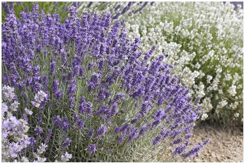 Stauden Gänge 1 x Lavandula angustifolia 'Hidcote Blue' Echter Lavendel