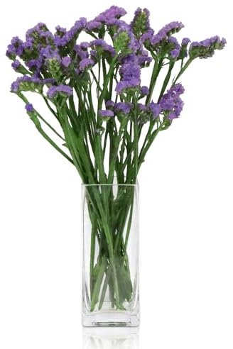 DRERIO 20 cm Glasvase Klein Blumenvase Modern Bodenvase, Glas Vasen Durchsichtig Vase Glas Hoch Rechteckige Vasen für Orchideen, Rosen, Tulpen, Pampasgras, Tischdeko, Kerze (8 L*8 B*20 H cm)