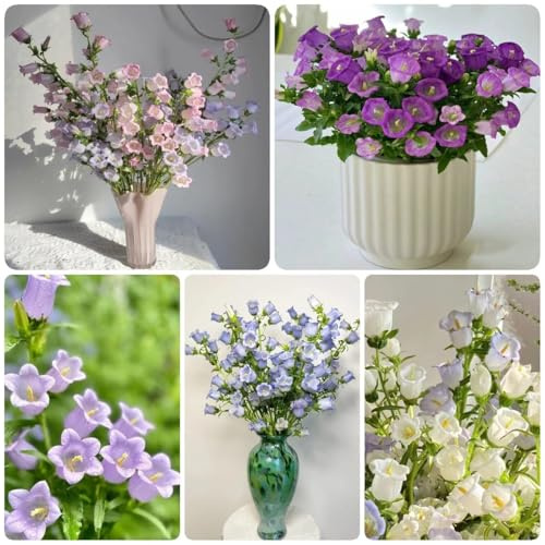 campanilla semillas resistentes 65pcs