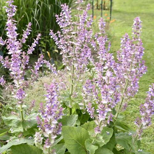 salvia comprare semi, resistenti per il giardino di salvia resistenti per aiuole rialzate, per luoghi soleggiati, decorazione 500pcs