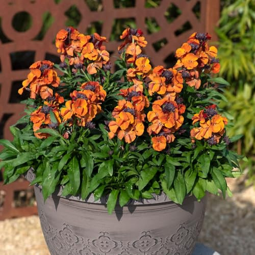 Wallflower 'Colour Vibe Orange'. 9cm Plant x 2. Perennial erysimum plants. Ideal for pollinators. Bedwen Plants Online Garden Centre