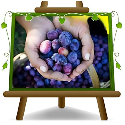 Prune Damaschina - Plante fruitière vieux sur pot 20 greffé Porte-greffe myrobolan - arbre 170 cm - 2 ans