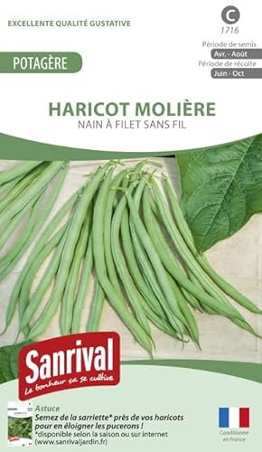 Sanrival Haricot molière Nain Extra Fin