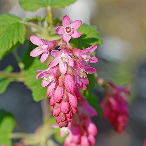 Thompson & Morgan Hardy Shrub Flowering Currant ‘King Edward VII’, Potted Garden Plants Ideal for Cottage Gardens, Patios and Containers (2 x 4 Litre Pot)