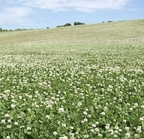 White Clover Seed 200g Green Manure CSH