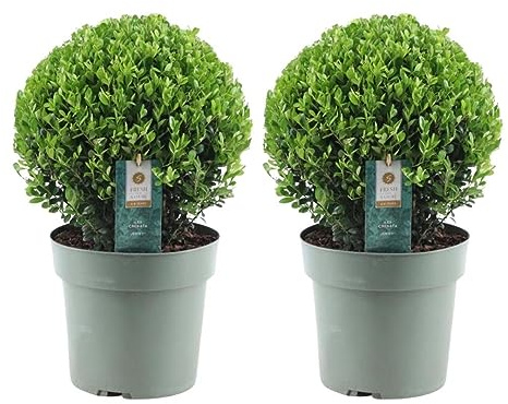 Plants by Frank | Houx crénelé boule XL | 2x Ilex crenata ‘Jenny’ boule XL | Lot de 2 pièces | Ø 25 cm diamètre | Alternative au buis | Arbustes | Plantes d’extérieur | Jardin