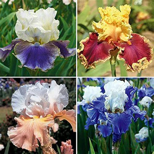 Iris Zwiebeln, Einfach Zu ZüChten, Pflanzen, Winterhart Zwiebeln Die BlüTen Sind Groß, Winterhart Iriszwiebeln Bringen Langanhaltende Farbe In Den Garten. Winterhart Pflanzen, 8zwiebeln-f