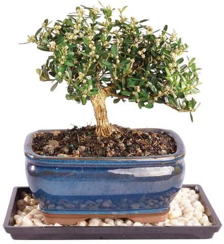 Brussel's Live Harland Boxwood Outdoor Bonsai Tree - 4 Years Old; 8 to 10 Tall with Decorative Container, Humidity Tray & Deco Rock